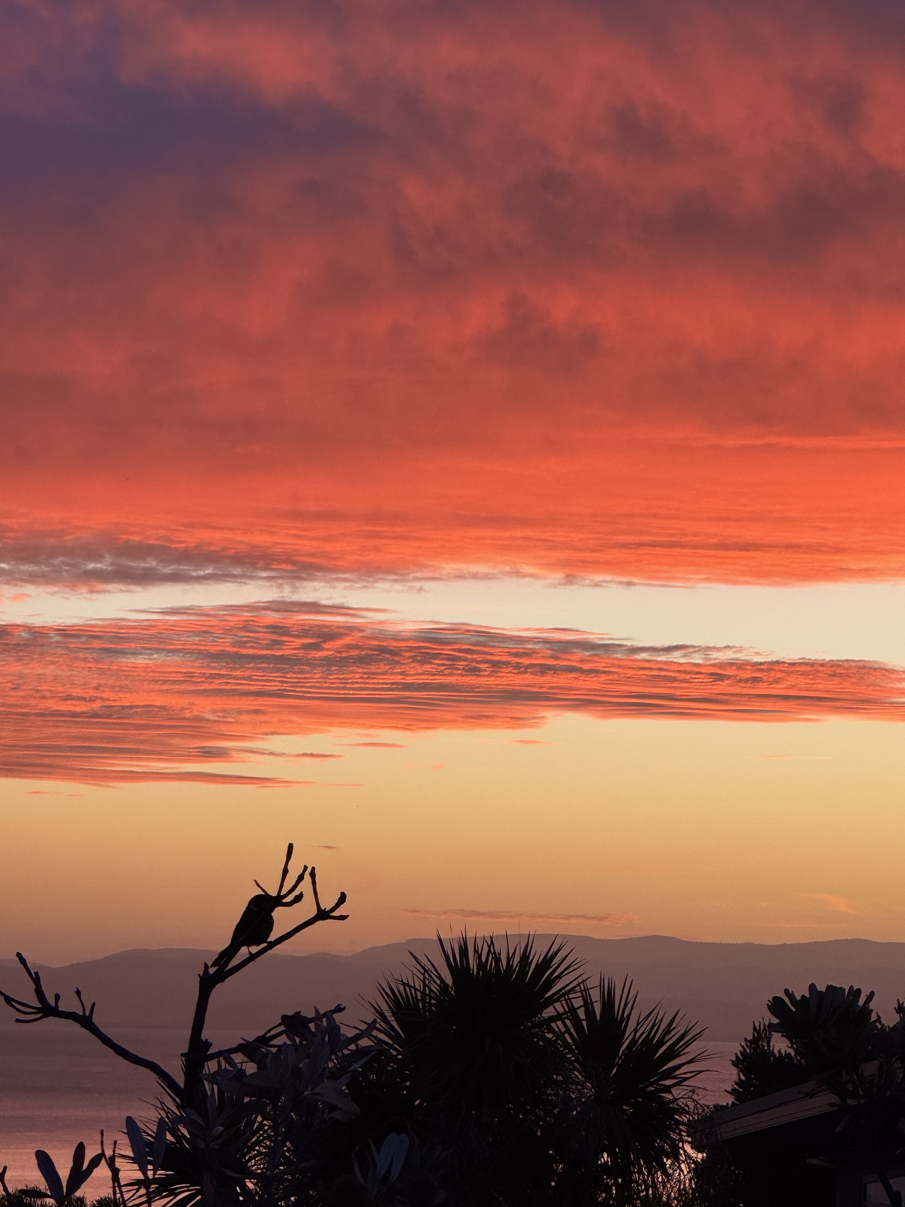 A vivid coastal sunset over the sea on Tasmania's East Coast, with a small bird silhouetted on a branch